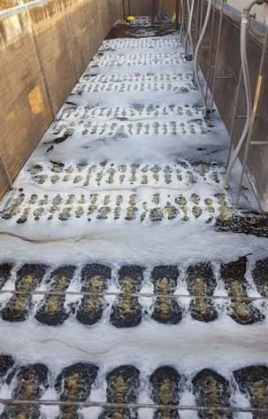 Solution of MBBR Combination Retention Screen